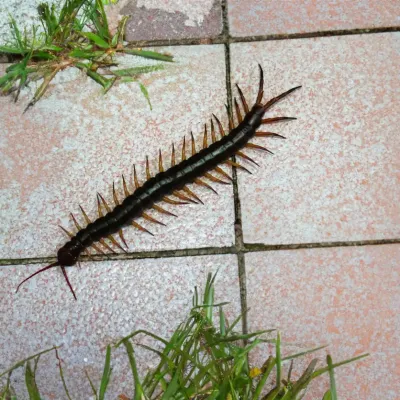 centipede