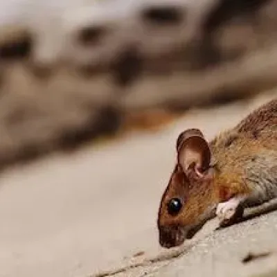a field mouse on pavement