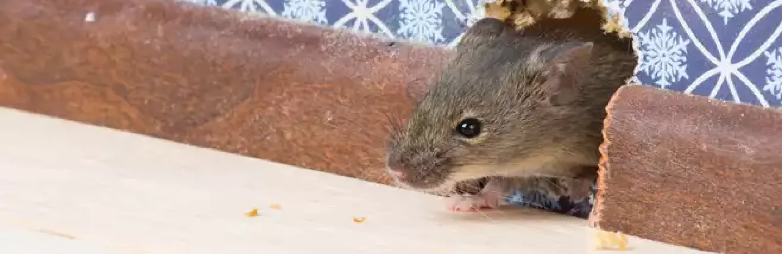 a mouse in a wall