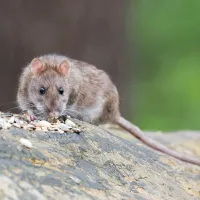 a rat