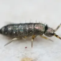 Photo of a springtail