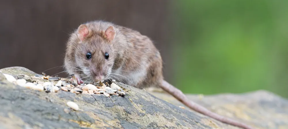 a rat