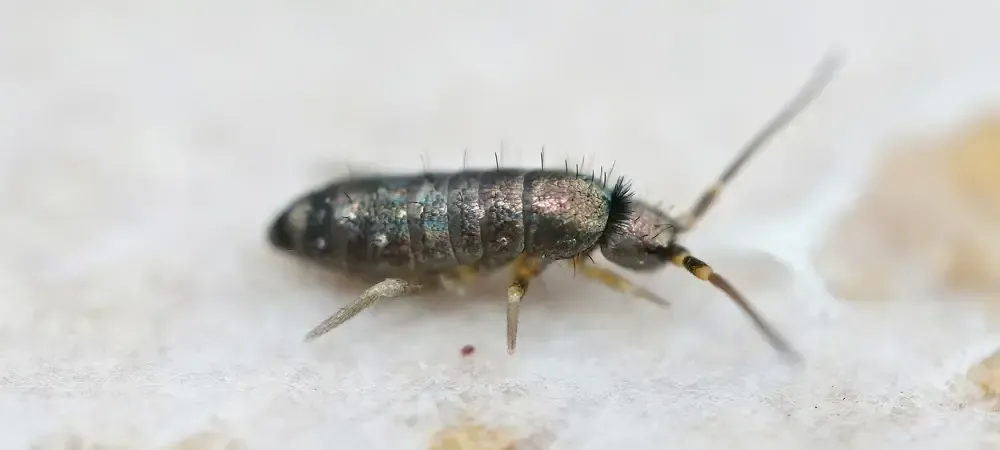 Photo of a springtail