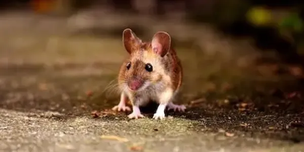 a deer mouse in a field