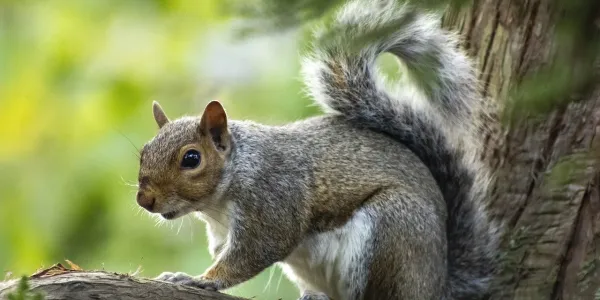 a grey squirrel on a tree
