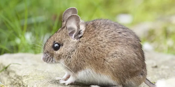 a house mouse on a rock