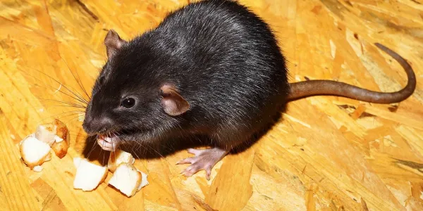 a roof rat chewing on insulation